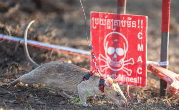 Ronin Cambodia Rat Landmine Detection